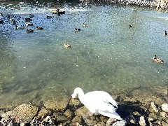 Our Daily Walk; Duck Pond; Clifton Springs, NY